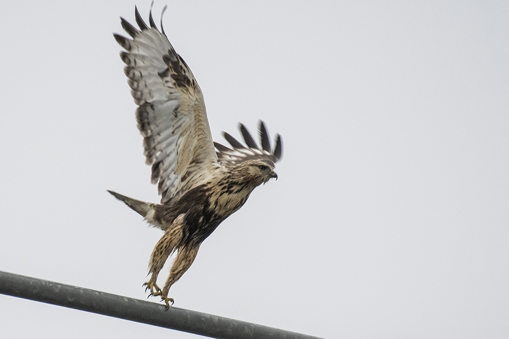Rough-legged Hawk
